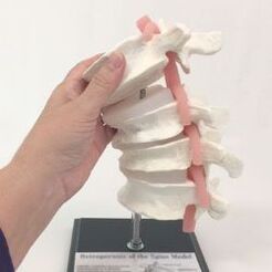 modelo de columna lumbar